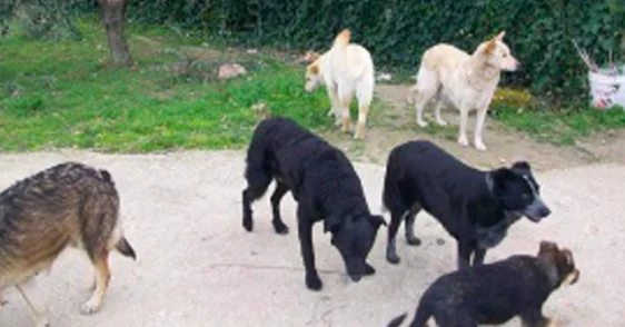 Gli animali salvati durante il lockdown